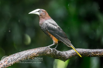 Chestnut-Headed Oropendola