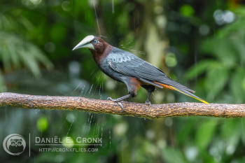 Chestnut-Headed Oropendola