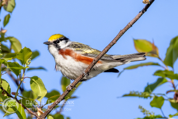 Chestnut-Sided Warbler