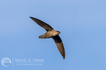 Chimney Swift