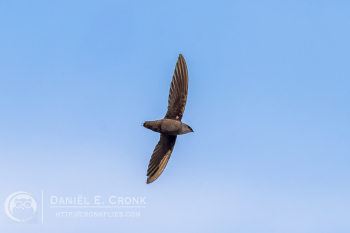 Chimney Swift