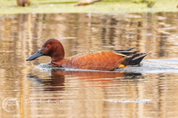 Cinnamon Teal