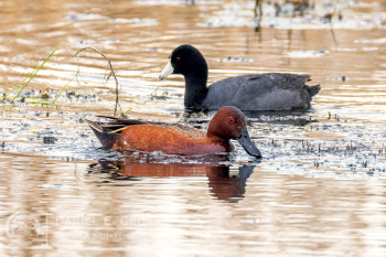 Cinnamon Teal