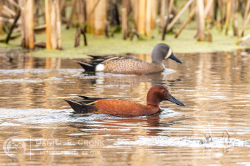 Cinnamon Teal