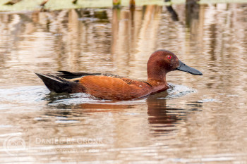 Cinnamon Teal