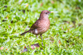 Clay-colored Thrush
