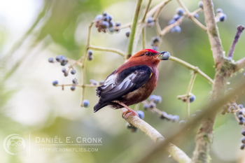 Club-Winged Manakin