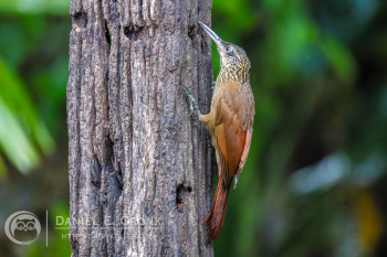Cocoa Woodcreeper