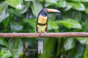 Collared Aracari