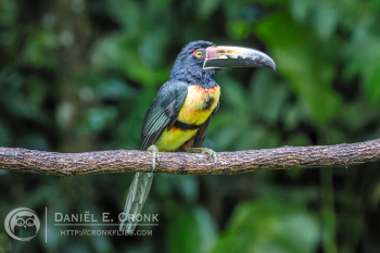 Collared Aracari