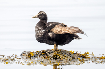 Common Eider