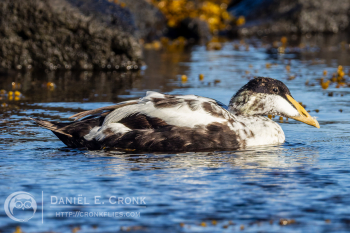 Common Eider