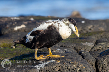 Common Eider
