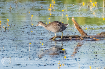 Common Gallinule