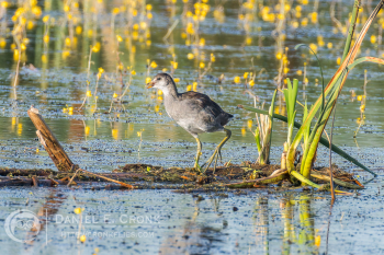 Common Gallinule