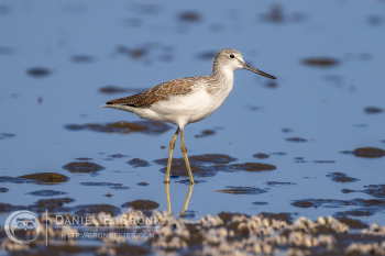 Common Greenshank