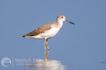 Common Greenshank