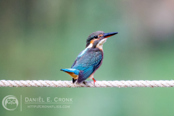 Common Kingfisher