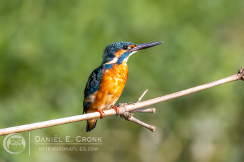 Common Kingfisher