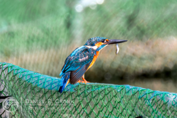 Common Kingfisher