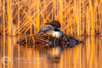 Common Loon