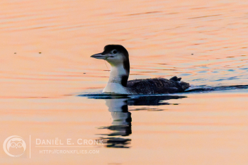 Common Loon