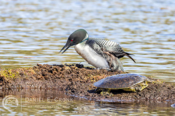 Common Loon
