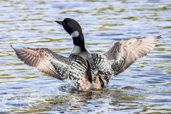 Common Loon