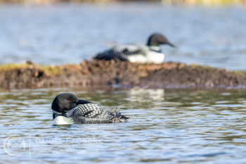 Common Loon