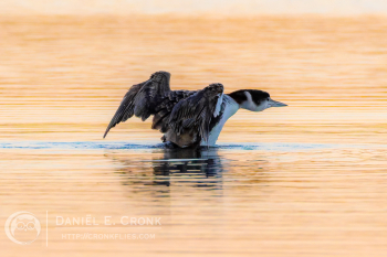 Common Loon
