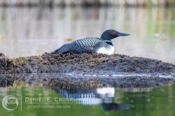 Common Loon