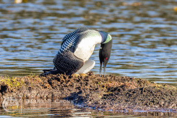 Common Loon