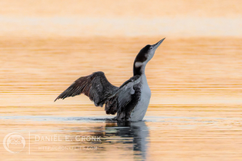 Common Loon
