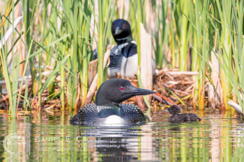 Common Loon
