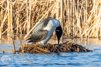 Common Loon
