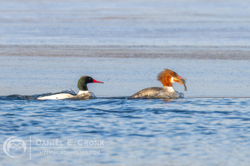 Common Merganser