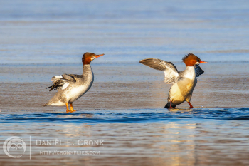 Common Merganser