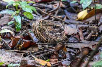 Common Pauraque