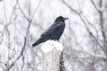 Common Raven