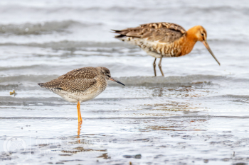 Common Redshank