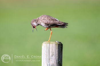 Common Redshank