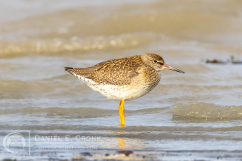 Common Redshank