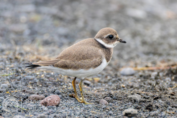 Common Ringed Plover