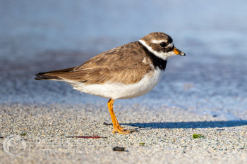 Common Ringed Plover
