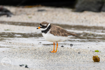 Common Ringed Plover