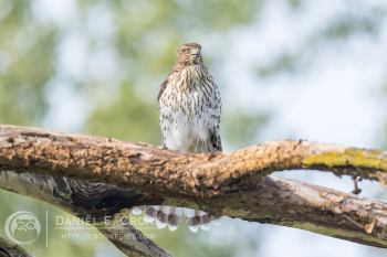 Cooper's Hawk