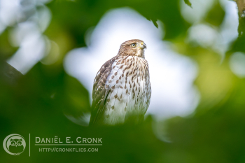 Cooper's Hawk