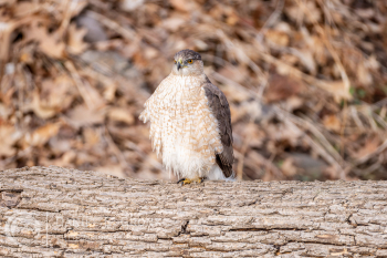 Cooper's Hawk