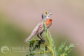 Dickcissel