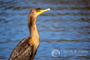Double-Crested Cormorant
